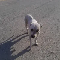 سگ داگوماده یامعاوضه پرنده|سگ|فشاپویه, |دیوار