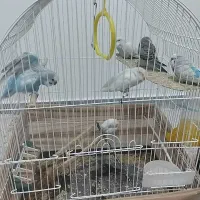 مرغ عشق نروماده بالغ زیبا