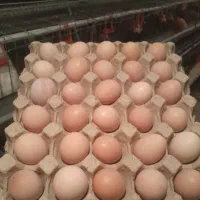 فروش تخم مرغ محلی