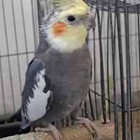 ۸ عدد عروس هلندی|پرنده|یزد, |دیوار