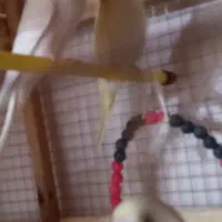 مرغ عشق|پرنده|امیدیه, |دیوار