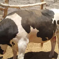 گاو‌ نژاد اصلی