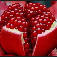 نیازمند فروشنده جشنواره انار