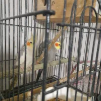 ۸ جفت با تخم و قفس و لوازم|پرنده|ساری, |دیوار