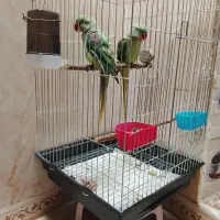 شاه طوطی|پرنده|هشتگرد, هشتگرد قدیم|دیوار