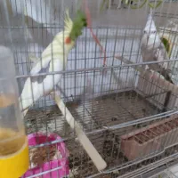 عروس هلندی مولد