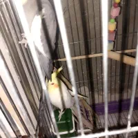 عروس هلندی مولد با جوجه|پرنده|صالح آباد, |دیوار