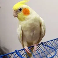 عروس هلندی سخنگو