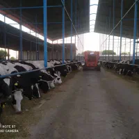 گاوداری و950راسی نیشابور