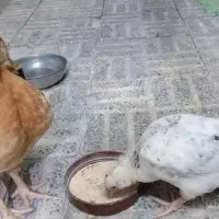 جوجه