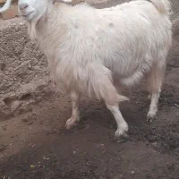 فروش 5عدد بز ..4عددماده.1عدد نر