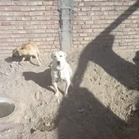 واگذاری توله سرابی