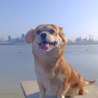 سگ گمشده بنام بلا