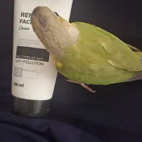 گرینجیک و کوتوله