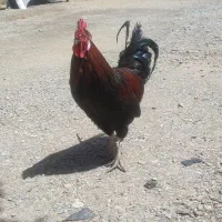 خروس جوان سرحال