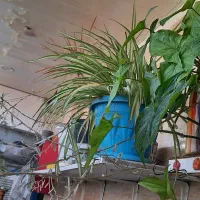 گل و گلدان|گل و گیاه طبیعی|صدرا-فارس, فاز ۱|دیوار