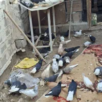 پرنده|پرنده|خرمشهر, |دیوار