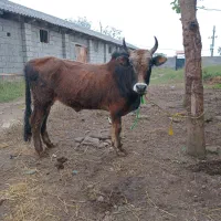 ورزا کوله گرگی چالوسی ۱۱۰ تایی