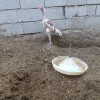 خروس برزیلی ۲ میدانه