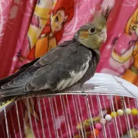 جفت عروس هلندی سخنگو و سه تا جوجه|پرنده|صومعه‌سرا, |دیوار