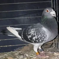 نروماده  عربستان پلاک اصلی