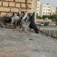 کبوتر پلاکی زرنگ