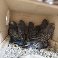 مرغ عشق بلک فیس، بلک وینگ و اسپیلت پروانه