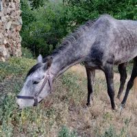 اسب|اسب و تجهیزات اسب‌سواری|داورزن, |دیوار