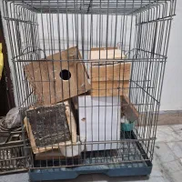 ۵عدد فقس مخصوص،طوطی سانان|لوازم جانبی حیوانات|کاشان, امام خمینی|دیوار