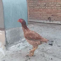 مرغ لاری|حیوانات مزرعه|تهران, میدان میوه و تره‌بار مرکزی|دیوار