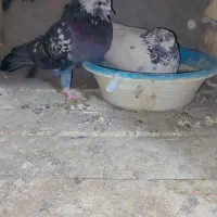 تعدادی کبوتر پرشی|پرنده|زید آباد, |دیوار