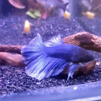 ماهی فایتر نر و ماده جذاب