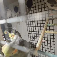 عروس هلندی|پرنده|بیرجند, |دیوار