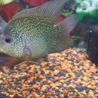 ماهی فلاور  معاوضه اکواریوم|ماهی|تهران, باغ خزانه|دیوار