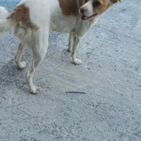سگ پاپی گمشده