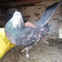 کبوتر پرشی|پرنده|فاضل آباد, |دیوار