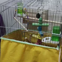 طوطی برزیلی جفت،خیلی خوش رنگ|پرنده|مشکیندشت, |دیوار