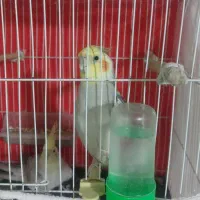 عروس هلندی جفت