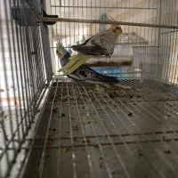 عروس هلندی|پرنده|بندر ماهشهر, |دیوار