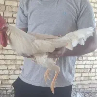 خروس جهت قربانی یا نگه داری