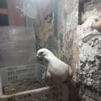 دوکت لیمو ماده