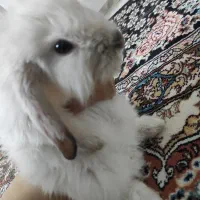 خرگوش لوپ350|موش و خرگوش|نیشابور, شهرک بسیج|دیوار