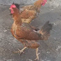 مرغ محلی و خروس گردن لخت