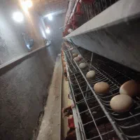 قفس مرغ تخمگذار و تجهیزات مرغداری