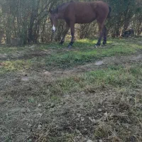 کره اسب مادیان