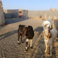 میش ونربز|حیوانات مزرعه|تربت جام, پاسداران|دیوار
