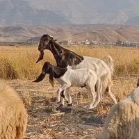 3 راس بز جوان با 3 بزغاله|حیوانات مزرعه|دره شهر, |دیوار