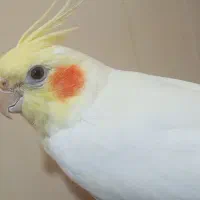 طوطی عروس هلندی