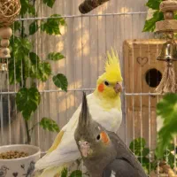 عروس هلندی ماده(لوتینو وسینامون)