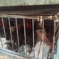 فروش بلدرچین